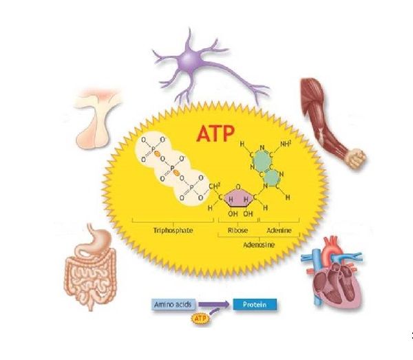Năng lượng ATP là gì? Vai trò của ATP trong tế bào cơ thể con người Năng lượng ATP là gì? Vai trò của ATP trong tế bào cơ thể con người