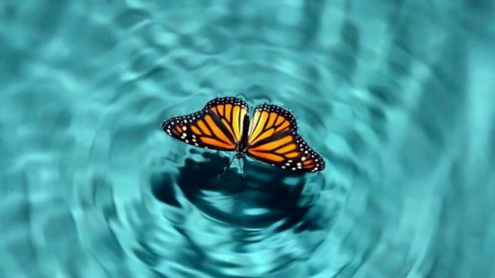 Ý nghĩa và tác động của hiệu ứng cánh bướm đến cuộc sống tốt đẹp cho con người